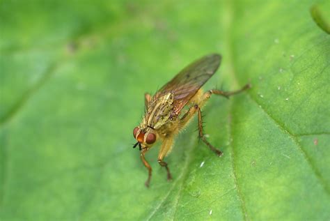 Scatophagidae .